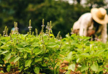 Ayurvedic Practitioner Program: What To Expect?